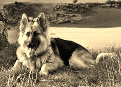 Szary + Sepia