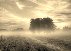 Szary + Sepia