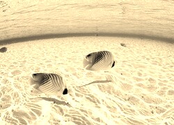 Szary + Sepia