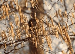Oryginalny obrazek