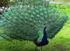 Oryginalny obrazek