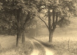 Szary + Sepia