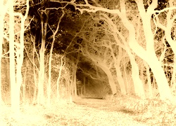 Sepia + Negatyw