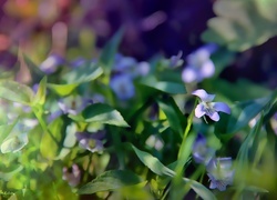 Oryginalny obrazek