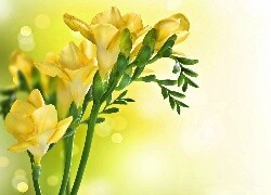 Oryginalny obrazek