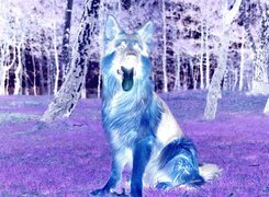 Negatyw