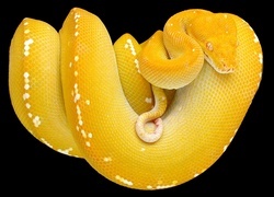 Oryginalny obrazek