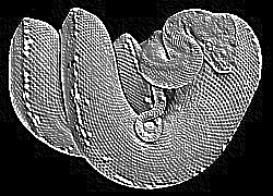 Skamielina