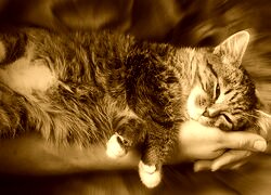 Sepia