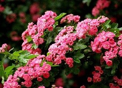 Oryginalny obrazek