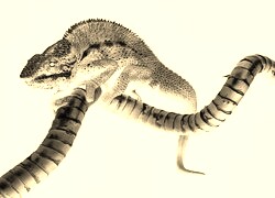Sepia + Negatyw