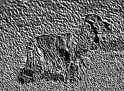 Skamielina
