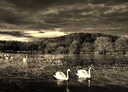 Szary + Sepia
