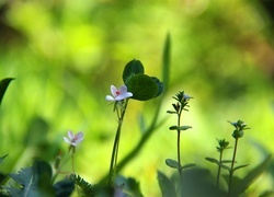 Oryginalny obrazek