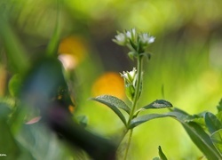 Oryginalny obrazek