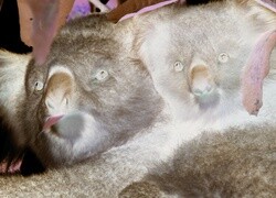 Negatyw