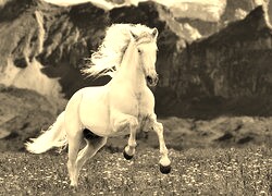 Szary + Sepia