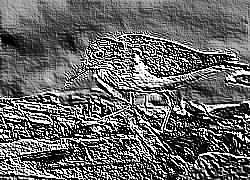 Skamielina