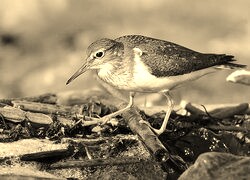 Szary + Sepia