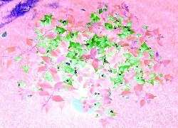 Negatyw