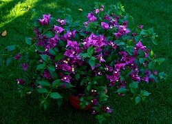 Oryginalny obrazek