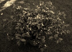 Szary + Sepia