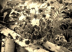 Szary + Sepia