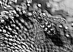 Skamielina