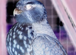 Negatyw