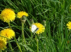 Oryginalny obrazek