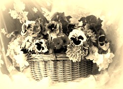 Szary + Sepia
