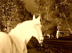Sepia + Negatyw