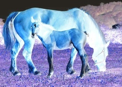 Negatyw