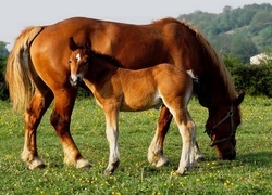Oryginalny obrazek