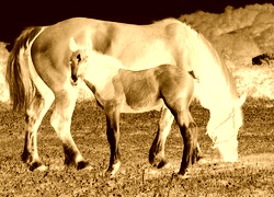 Sepia + Negatyw