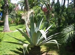 Oryginalny obrazek
