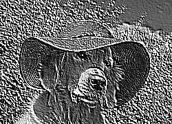 Skamielina
