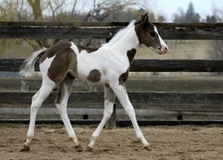 Oryginalny obrazek