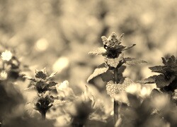 Szary + Sepia