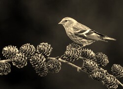 Szary + Sepia