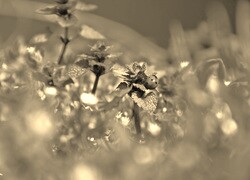 Szary + Sepia