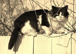 Szary + Sepia