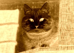 Sepia + Negatyw