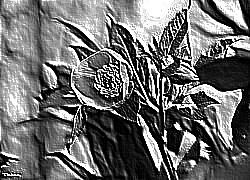 Skamielina