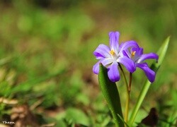 Oryginalny obrazek