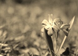Szary + Sepia