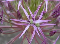 Oryginalny obrazek