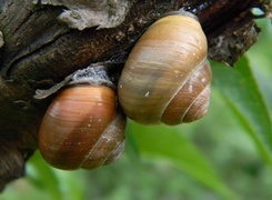 Oryginalny obrazek