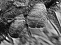 Skamielina