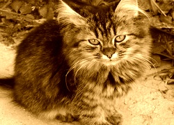 Sepia